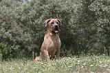 CANE CORSO 068